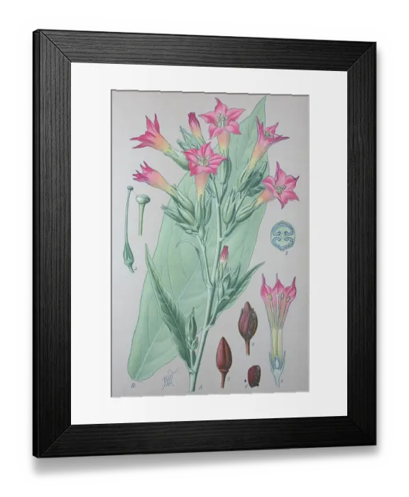 Framed Print : Cultivated tobacco (Nicotiana tabacum)