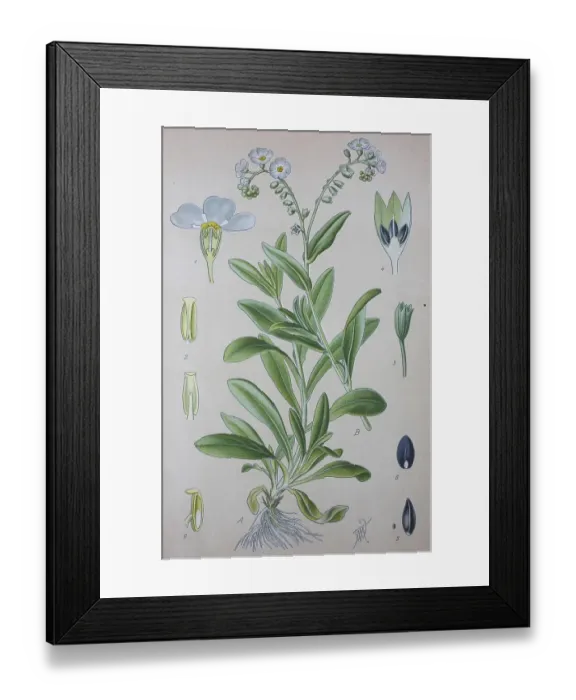 Framed Print : True forget-me-not (Myosotis scorpioides)