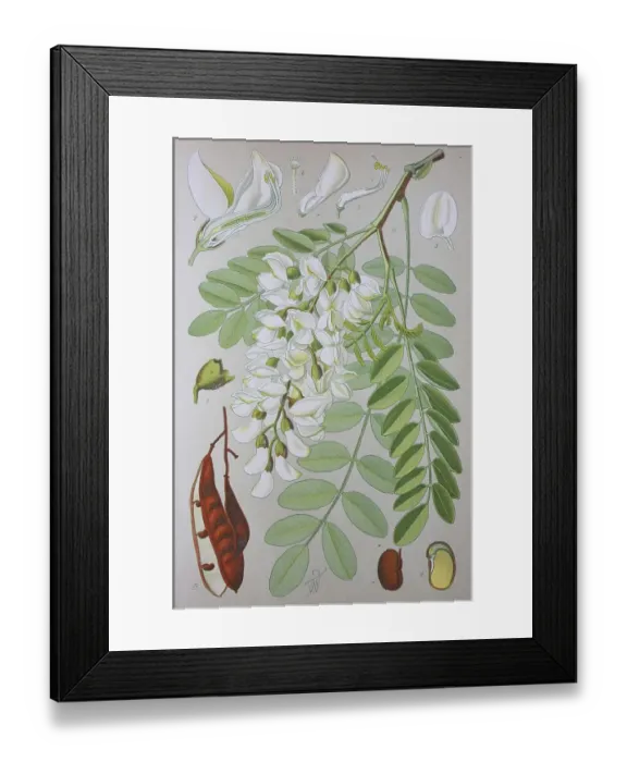 Framed Print : Black locust (Robinia pseudoacacia)