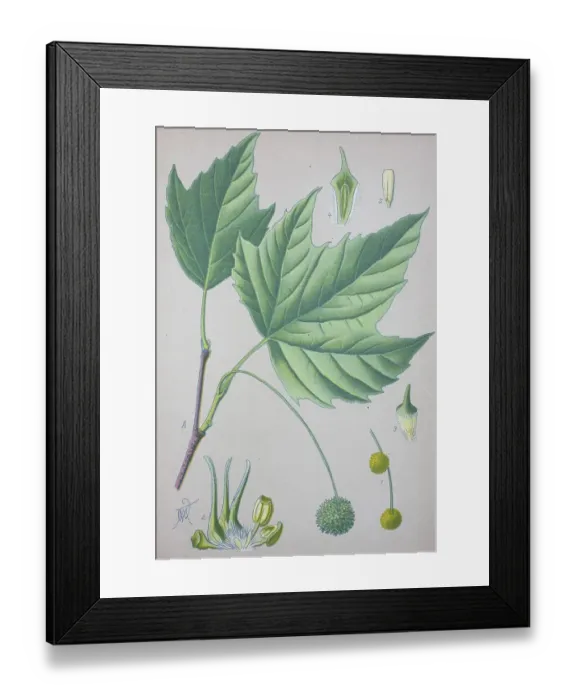 Framed Print : American sycamore (Platanus occidentalis)
