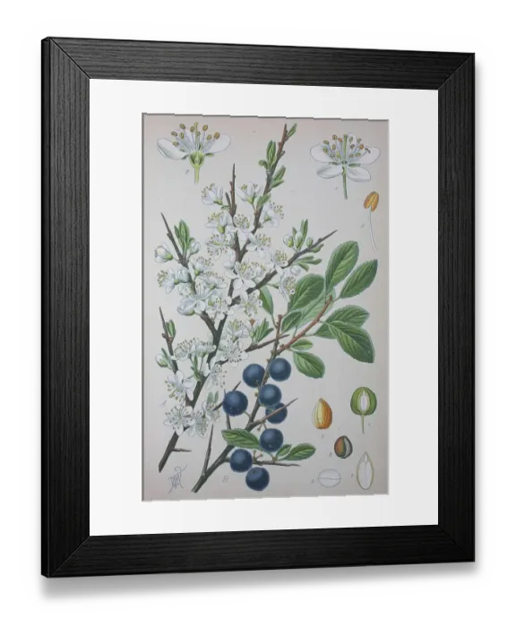 Framed Print : Blackthorn (Prunus spinosa), historical illustration from 1885