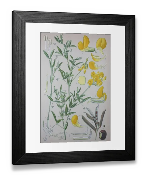 Framed Print : Meadow vetchling (Lathyrus pratensis)