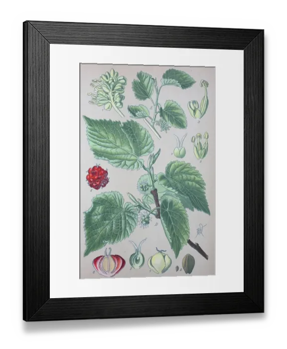 Framed Print : Black mulberry (Morus nigra), historical illustration from 1885