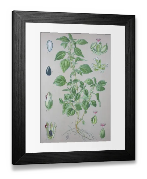 Framed Print : Spreading pellitory (Parietaria judaica)