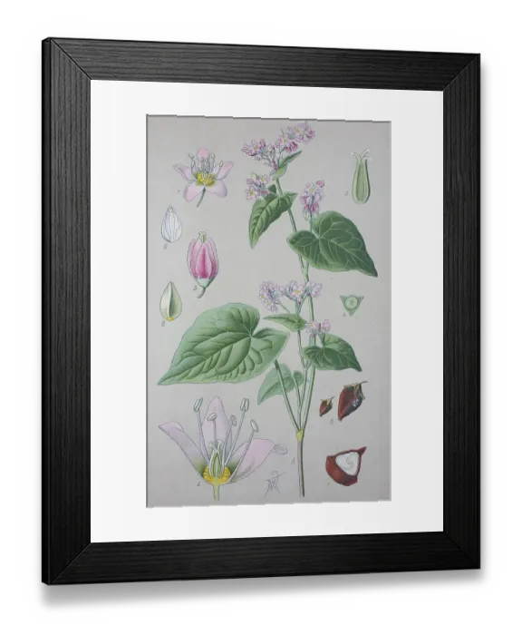 Framed Print : Common buckwheat (Fagopyrum esculentum)