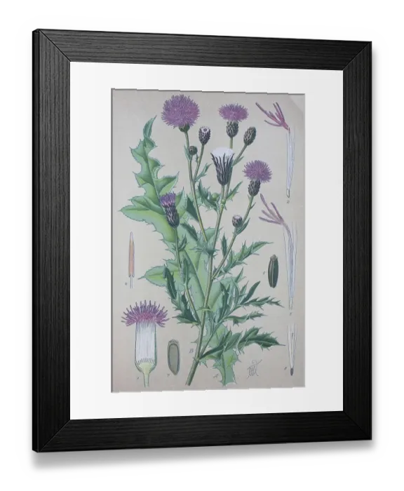 Framed Print : Creeping thistle (Cirsium arvense) Framed Print : Creeping thistle (Cirsium arvense)