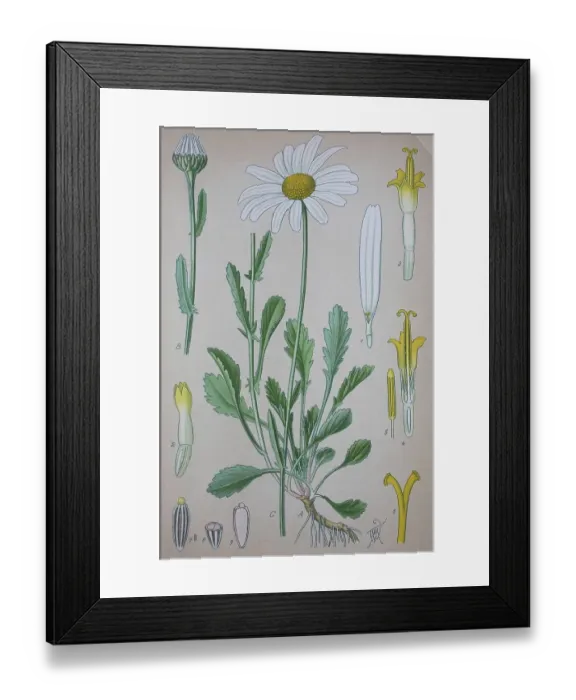Framed Print : Ox-eye daisy (Leucanthemum vulgare) Framed Print : Ox-eye daisy (Leucanthemum vulgare)