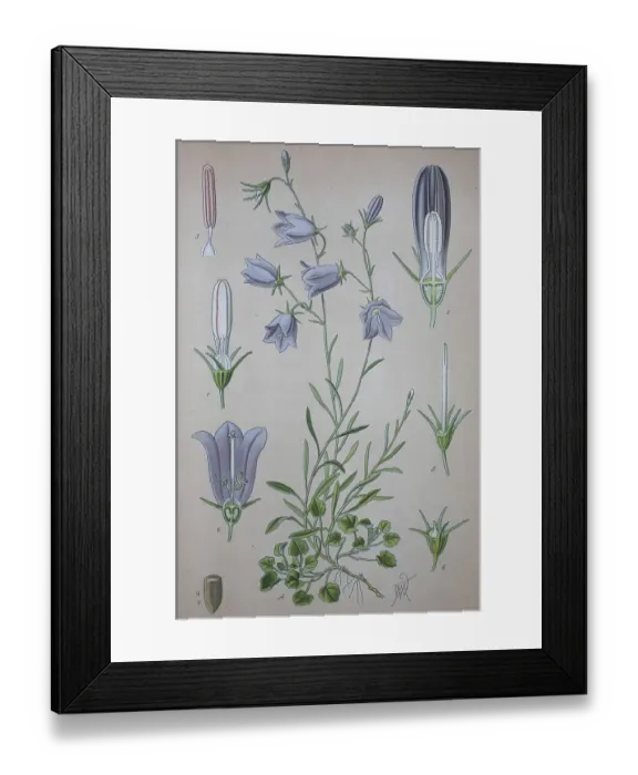 Framed Print : Harebell (Campanula rotundifolia)