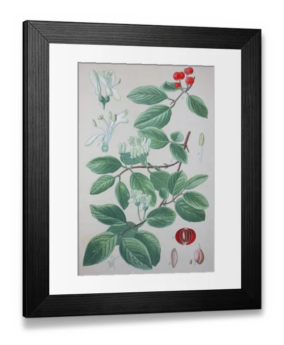 Framed Print : Fly honeysuckle (Lonicera xylosteum)