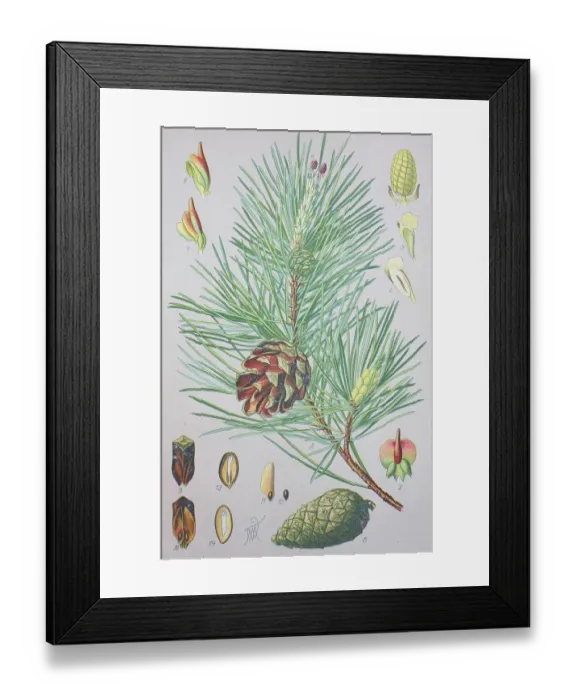 Framed Print : Scots pine (Pinus sylvestris), historical illustration from 1885