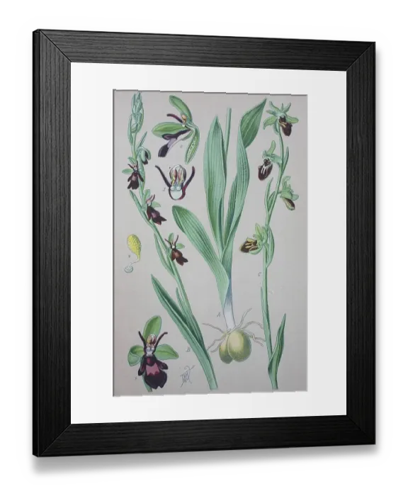 Framed Print : Fly orchid (Ophrys insectifera) Framed Print : Fly orchid (Ophrys insectifera)