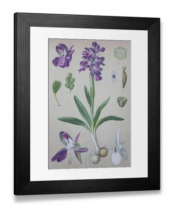 Framed Print : Green-winged orchid (Anacamptis morio)