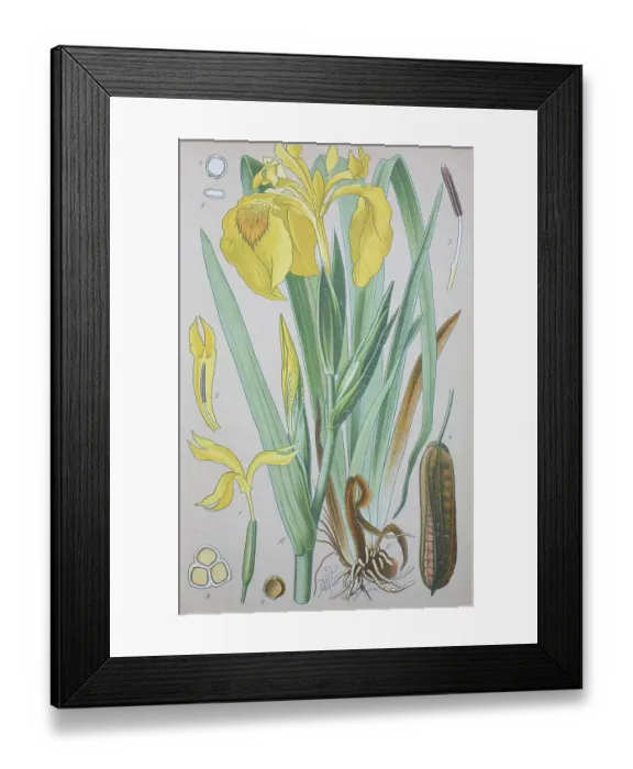 Framed Print : Yellow flag (Iris pseudacorus)