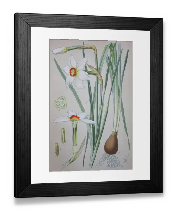 Framed Print : Poet's Daffodil (Narcissus poeticus)