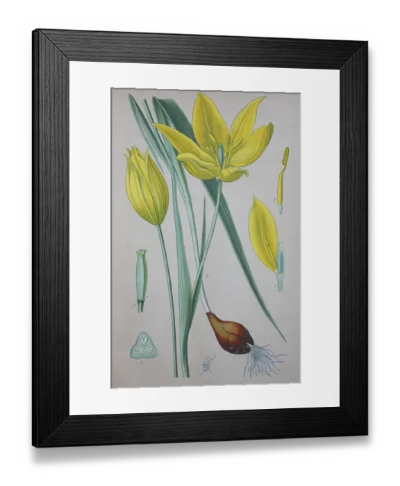 Framed Print : Wild tulip (Tulipa sylvestris)