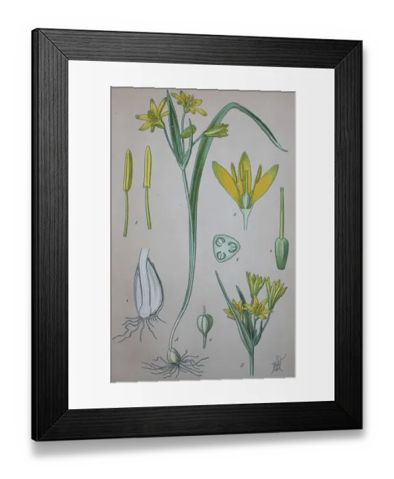 Framed Print : Yellow star-of-Bethlehem (Gagea lutea) Framed Print : Yellow star-of-Bethlehem (Gagea lutea)
