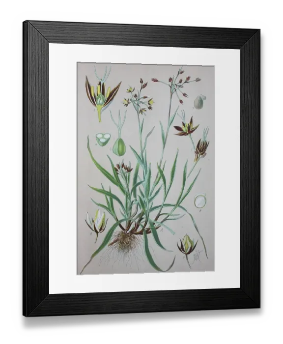 Framed Print : Hairy wood-rush (Luzula pilosa)