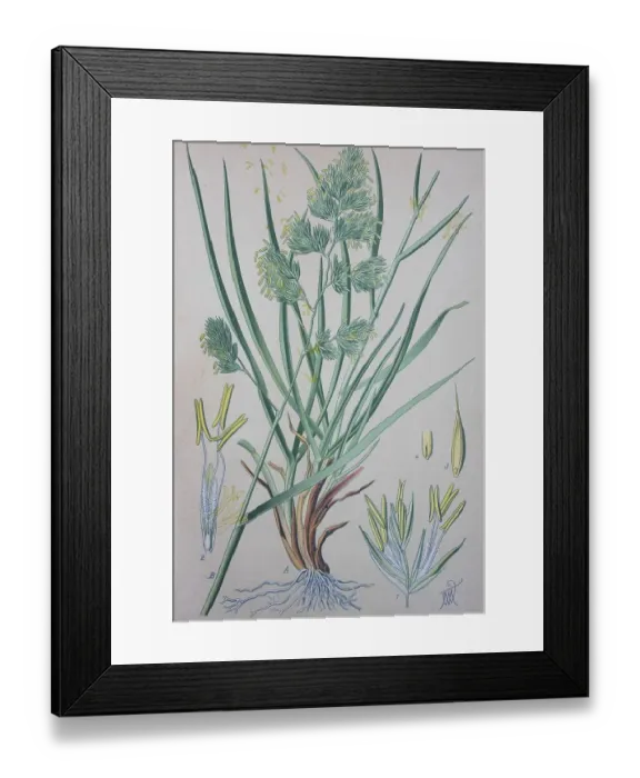 Framed Print : Orchard grass (Dactylis glomerata)