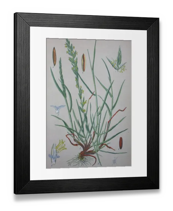 Framed Print : Perennial ryegrass (Lolium perenne) Framed Print : Perennial ryegrass (Lolium perenne)