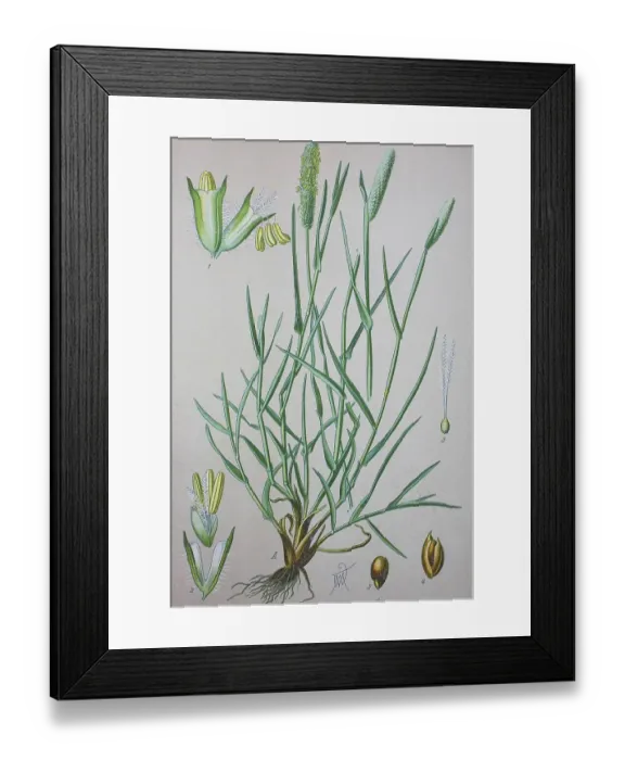 Framed Print : Timothy-grass (Phleum pratense)