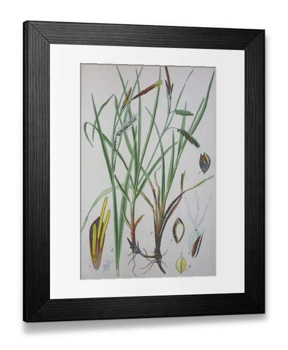 Framed Print : Blue sedge (Carex flacca), historical illustration from 1885 Framed Print : Blue sedge (Carex flacca), historical illustration from 1885