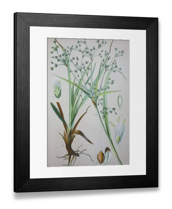 Framed Print : Wood Club-rush (Scirpus sylvaticus)