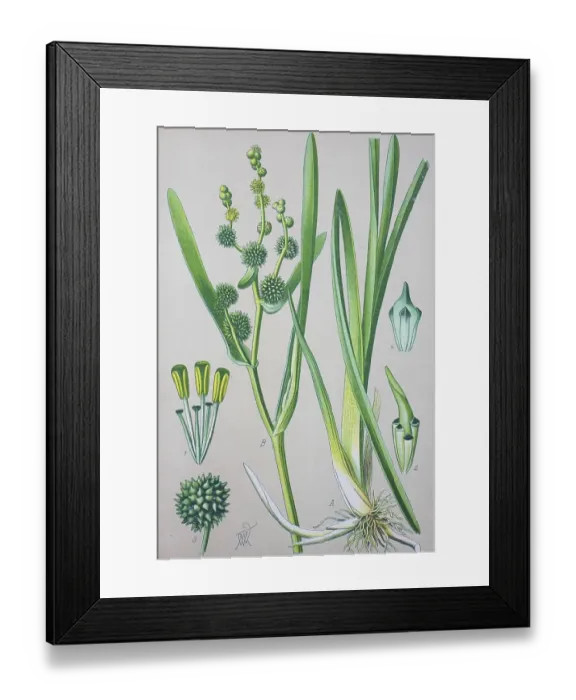 Framed Print : Simplestem bur-reed (Sparganium erectum) Framed Print : Simplestem bur-reed (Sparganium erectum)