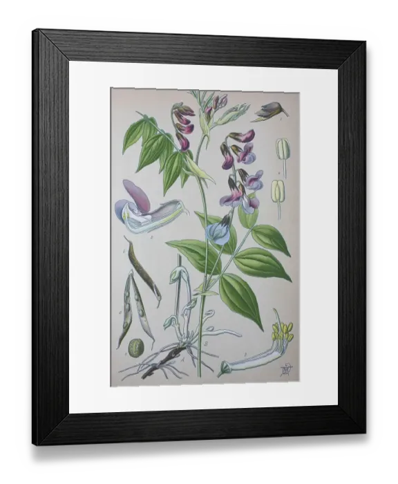 Framed Print : Spring vetchling (Lathyrus vernus)