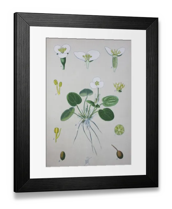 Framed Print : Common frogbit (Hydrocharis morsus-ranae)