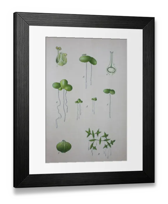 Framed Print : Common duckweed (Lemna minor), historical illustration from 1885