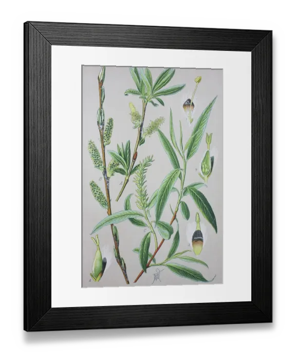 Framed Print : Purple willow (Salix purpurea)