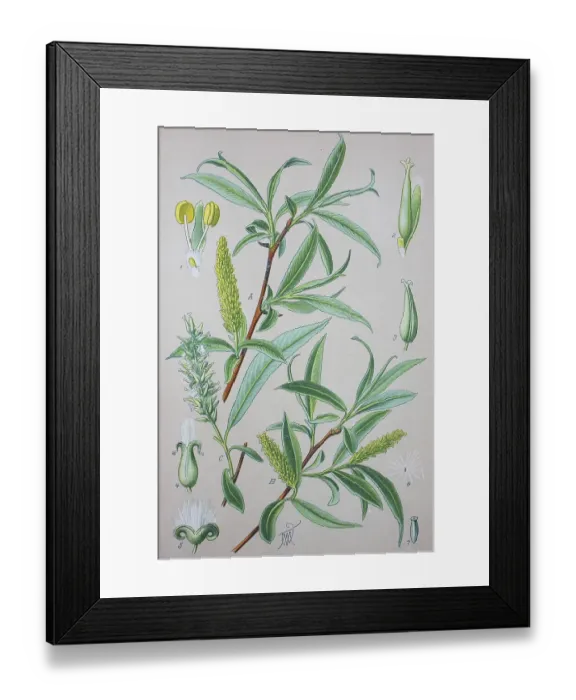 Framed Print : Crack willow (Salix fragilis), historical illustration from 1885 Framed Print : Crack willow (Salix fragilis), historical illustration from 1885