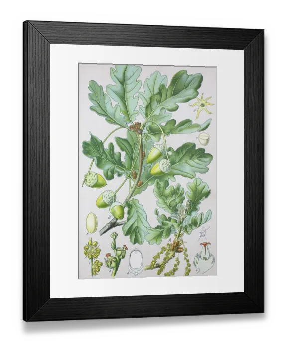 Framed Print : Common Oak (Quercus robur), historical illustration from 1885 Framed Print : Common Oak (Quercus robur), historical illustration from 1885