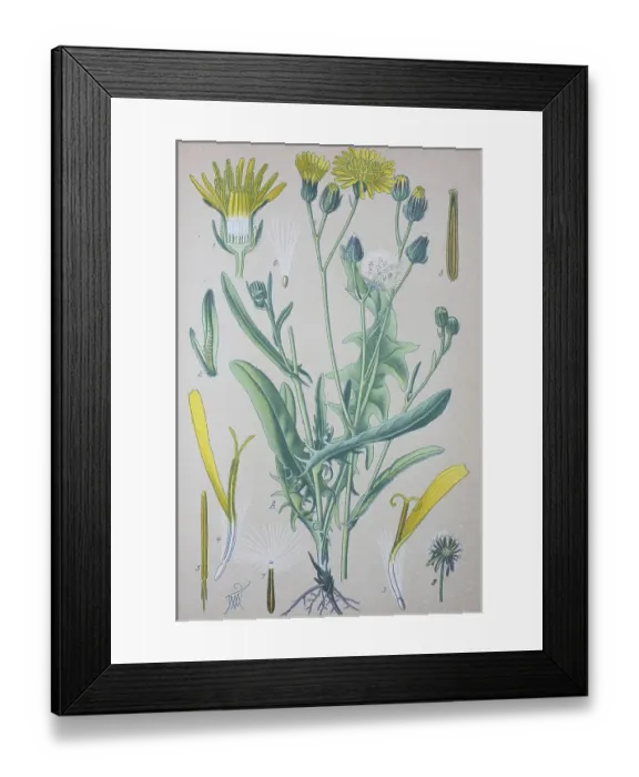 Framed Print : Rough hawksbeard (Crepis biennis)