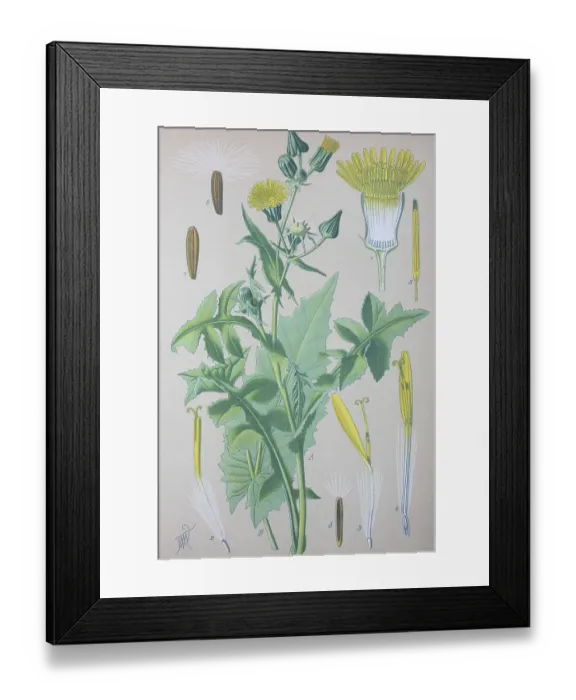 Framed Print : Common sowthistle (Sonchus oleraceus) Framed Print : Common sowthistle (Sonchus oleraceus)
