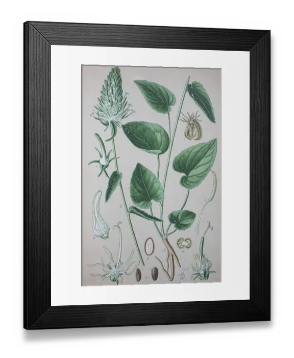Framed Print : Spiked rampion (Phyteuma spicatum) Framed Print : Spiked rampion (Phyteuma spicatum)