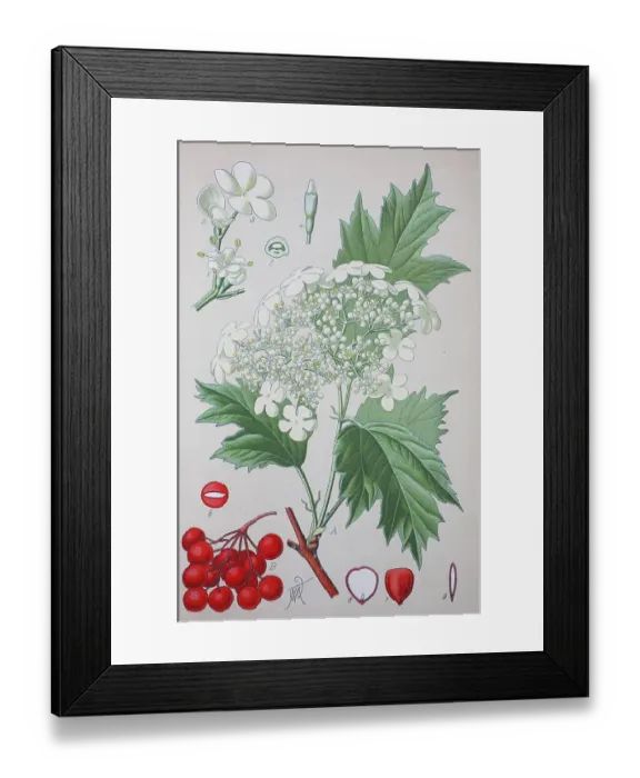 Framed Print : Guelder rose (Viburnum opulus)