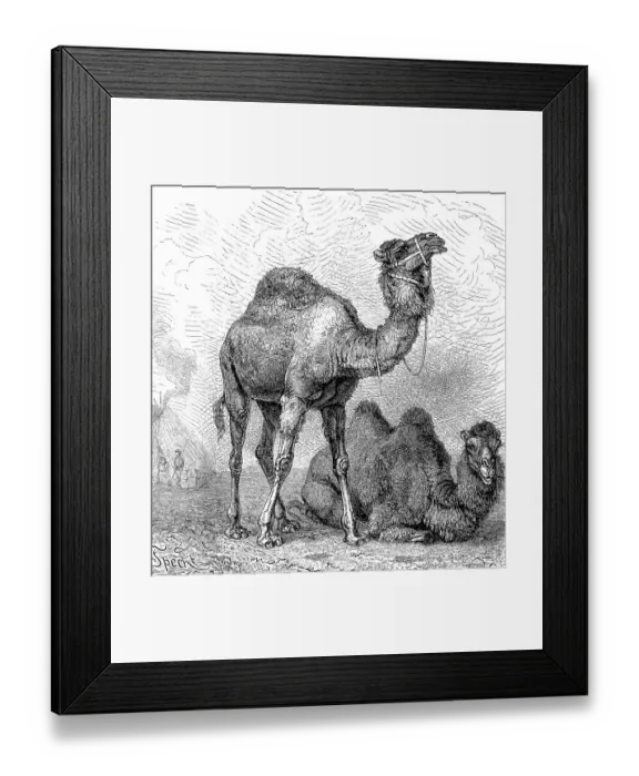 Framed Print : Dromedaryy (Camelus dromedarius) and a Bactrian camel (Camelus bactrianus) 1889 Framed Print : Dromedaryy (Camelus dromedarius) and a Bactrian camel (Camelus bactrianus) 1889