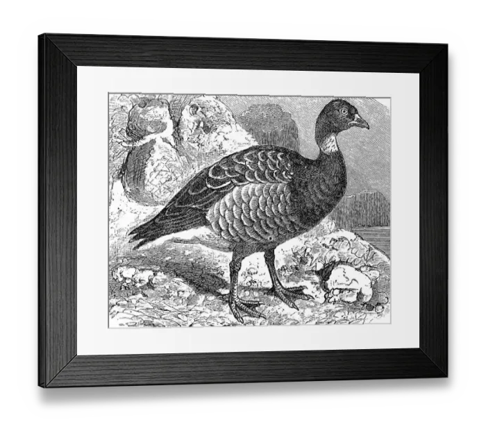 Framed Print : Brant or brent goose, (Branta bernicla)