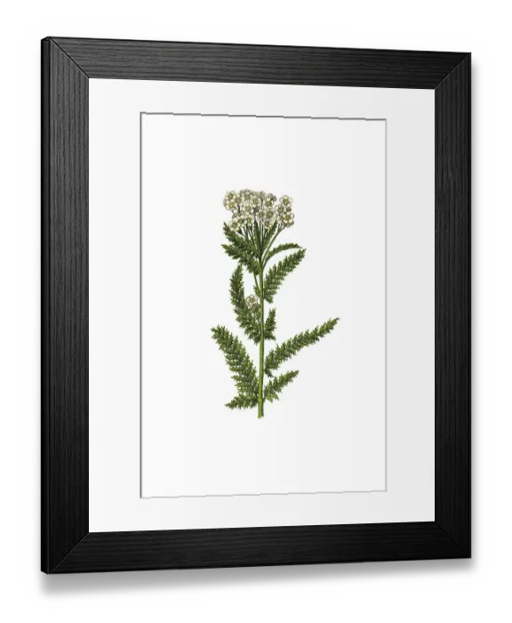 Framed Print : Yarrow, historical illustration Framed Print : Yarrow, historical illustration