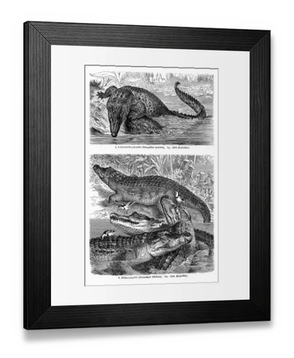 Framed Print : Wall chart, crocodiles I, illustration from Meyers Encyclopaedia Framed Print : Wall chart, crocodiles I, illustration from Meyers Encyclopaedia