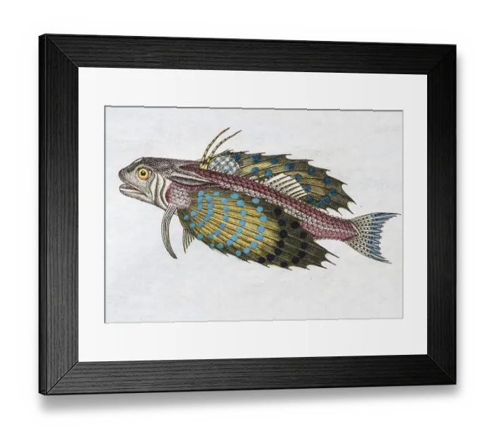 Framed Print : Flying gurnard (Dactylopterus volitans)