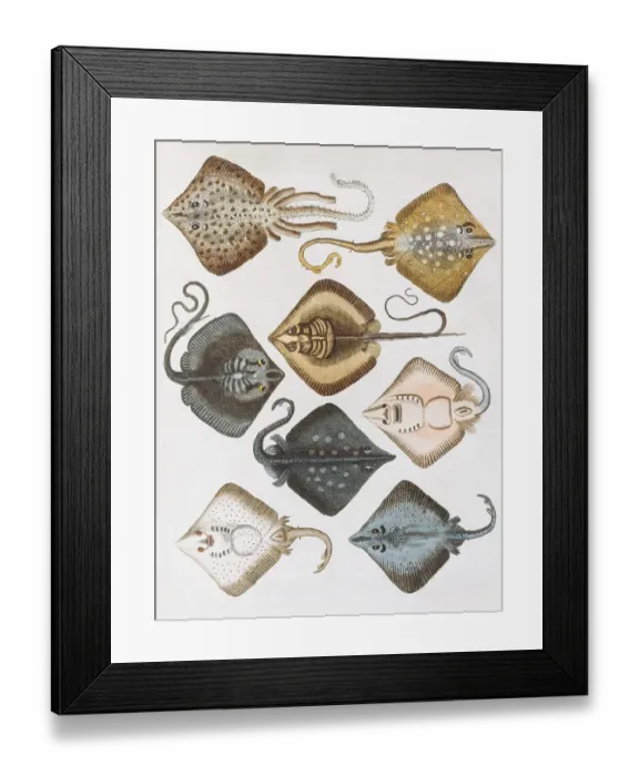Framed Print : Various rays (Raja), handcoloured copper engraving by Friedrich Justin Bertuch Framed Print : Various rays (Raja), handcoloured copper engraving by Friedrich Justin Bertuch
