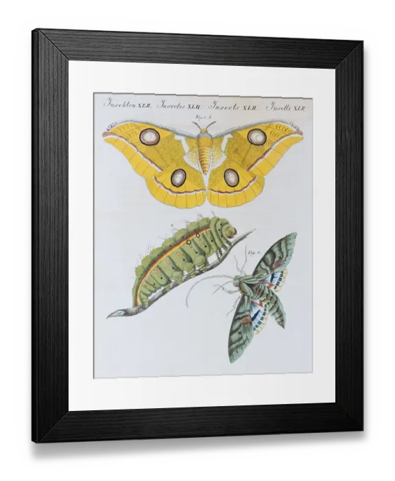Framed Print : Yellow moth (Phalaena Bombyx Paphia)
