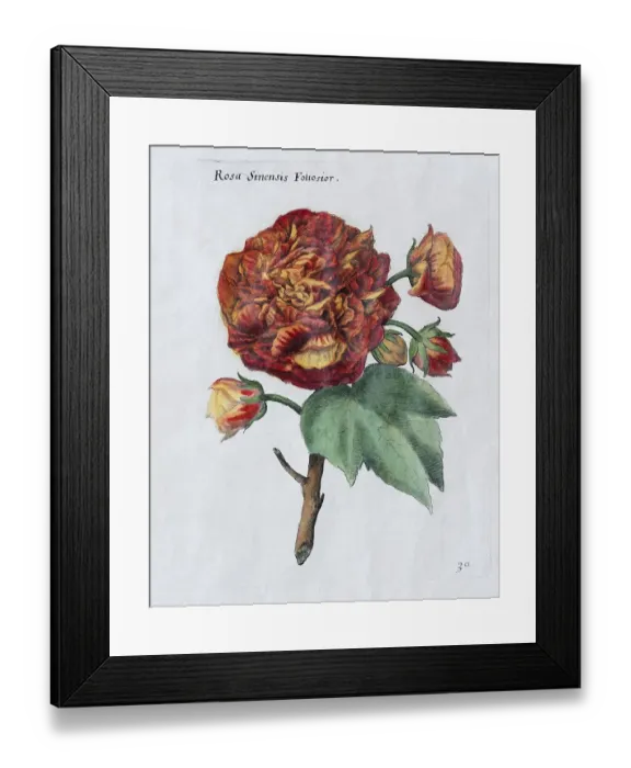 Framed Print : Rose (Rosa sinensis Foliosior)