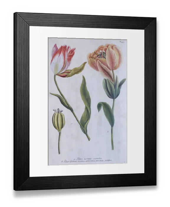 Framed Print : Tulips (Tulipa) by Johann Wilhelm Weinmann
