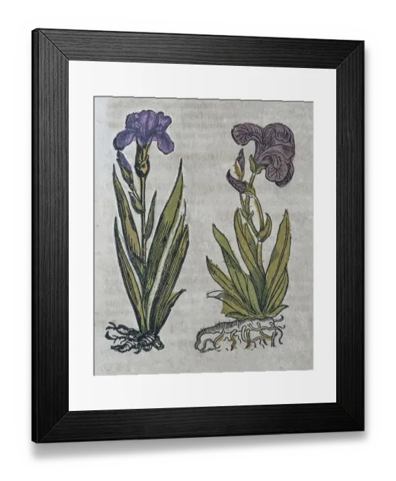 Framed Print : Iris (Iris sibirica), hand-coloured woodcut from Kraeuterbuch oder Kreuter-Buch by Adam Lonicer