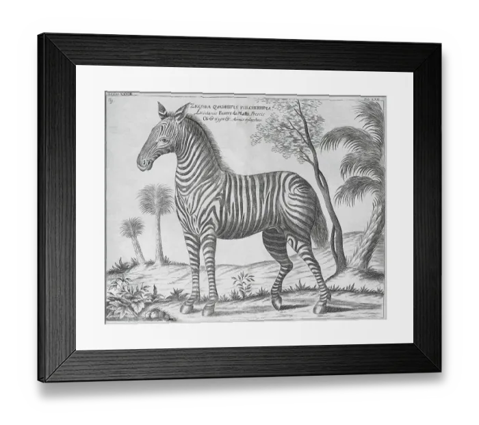 Framed Print : Zebra (equus grevyi), old book cover