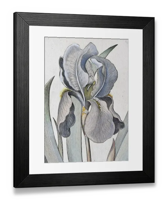Framed Print : Irises (Iris) latifolia irises violaceo colore maior