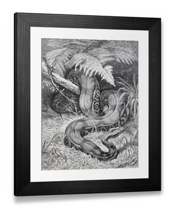 Framed Print : The boa constrictor, red-tailed boa or the common boa Framed Print : The boa constrictor, red-tailed boa or the common boa